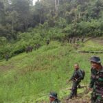 Prajurit Kodam I/BB Temukan Ladang Ganja