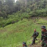 Prajurit Kodam I/BB Temukan Ladang Ganja