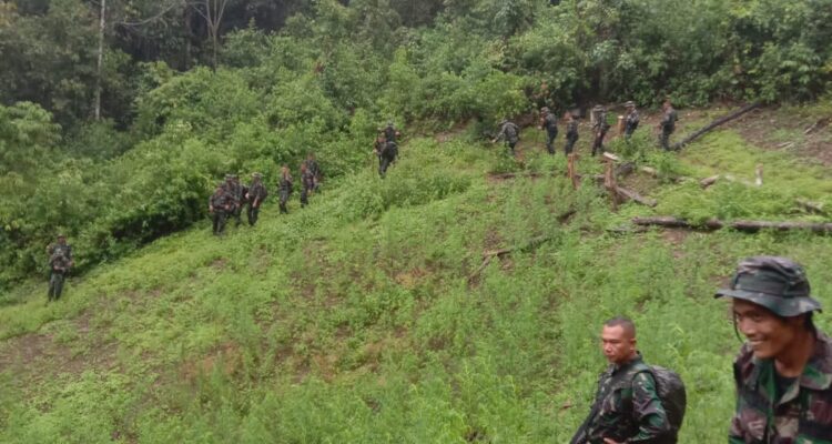 Prajurit Kodam I/BB Temukan Ladang Ganja