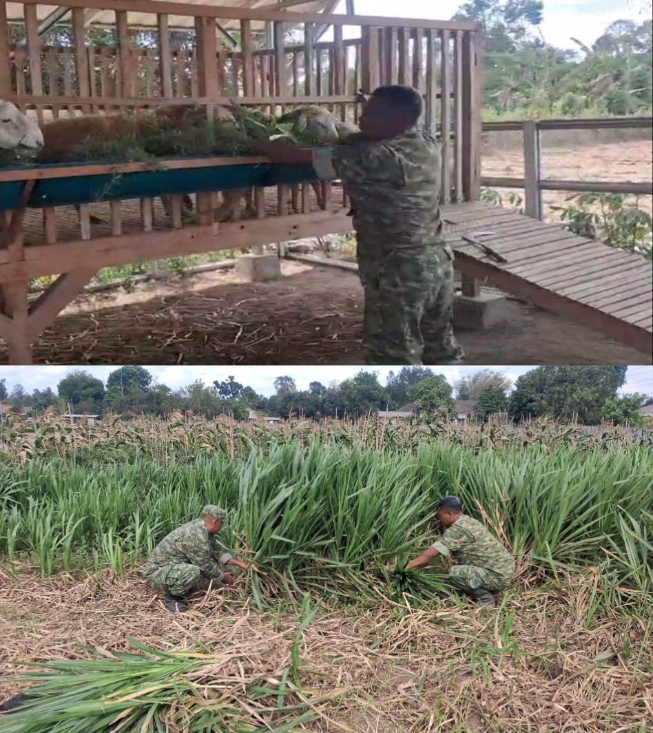 Kodim 0808/Blitar Optimalkan Program Ketahanan Pangan Melalui Sistem Pertanian Terpadu Di Srengat